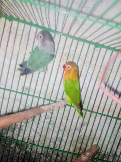 healthy and active love bird for sale on 1500 per piece ha aik ka 1500