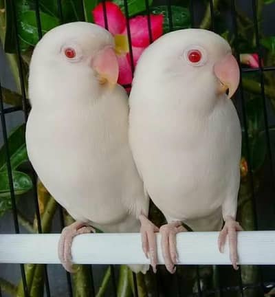 Albino red eyes  Brider