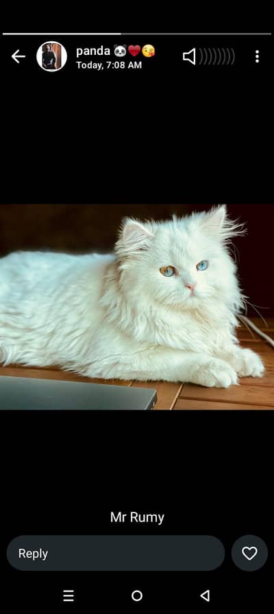 male cat for stud/breeding.    rare eyes color combination