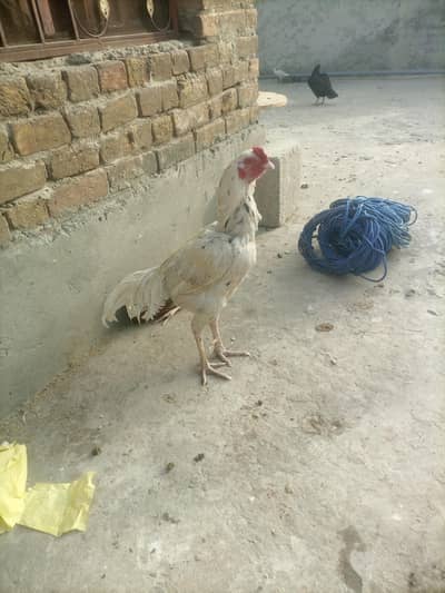 Aseel white Murga for sale