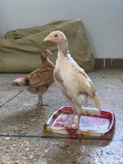aseel chicks and misri chickes available pair