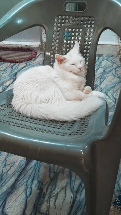 double coated female kitten