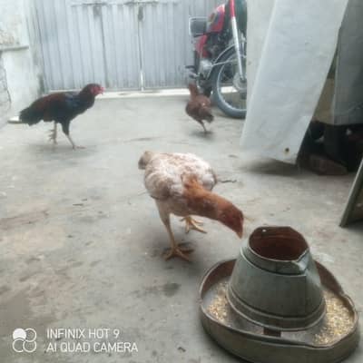 pure assel madi urgent sall