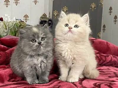Persian kittens triple coat pair for sale contact whatsap 03013273082