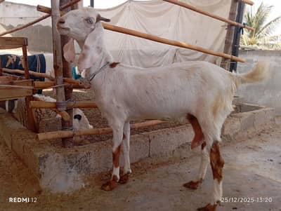 doodh wali bakri dumbi