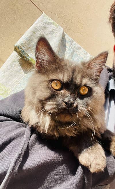 urgent sale Double coat Persian cat
