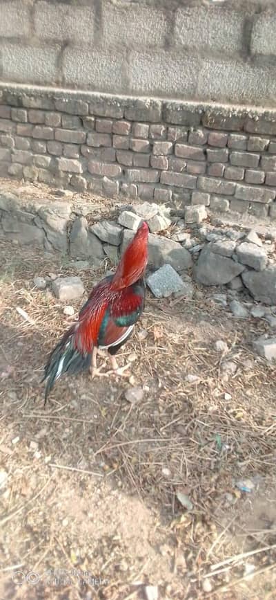 Aseel breader for sell