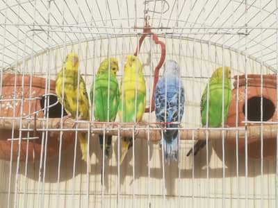 Australian Parrots For Sale With Cage & Doli 03165389186