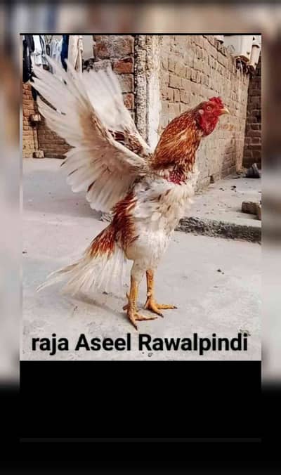 Raja mohib 
