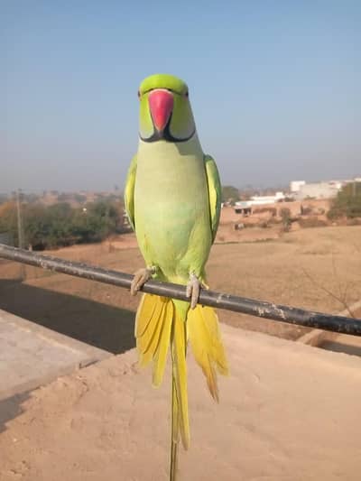 03365005300 (Katha) Sami Tame Friendly Green Ringneck Male Parrot