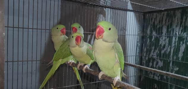 young healthy pairs of raw perrot