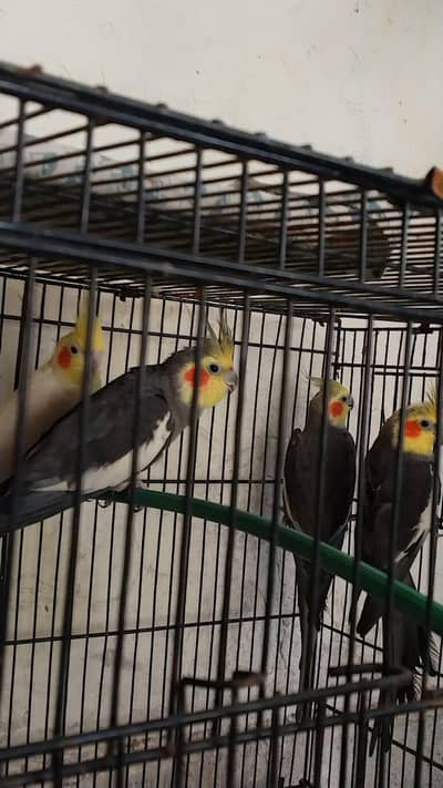 cocktail parrots for sale with cage