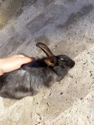 double coat female rabbit