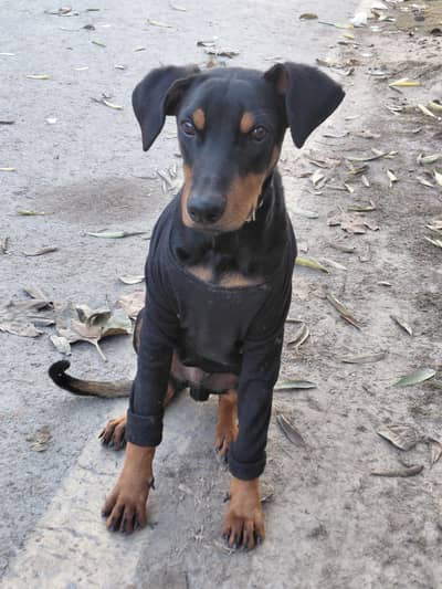 Dobermann pinscher