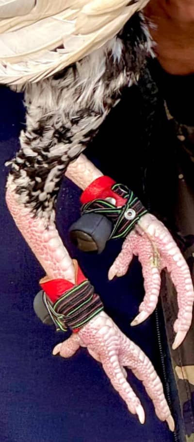 aseel keel covers chondi cover nok covers