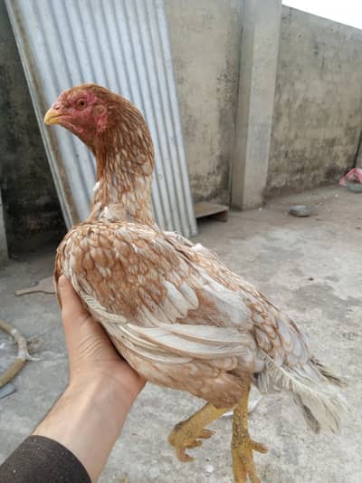 Aseel madi for sale in Shaheen Town