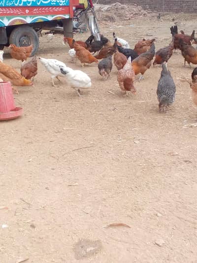 golden misri morgi only 1000 ready for egg lying