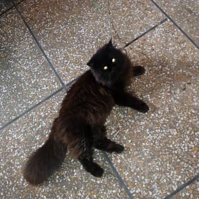 3pal Coated Italian persian cat for sale