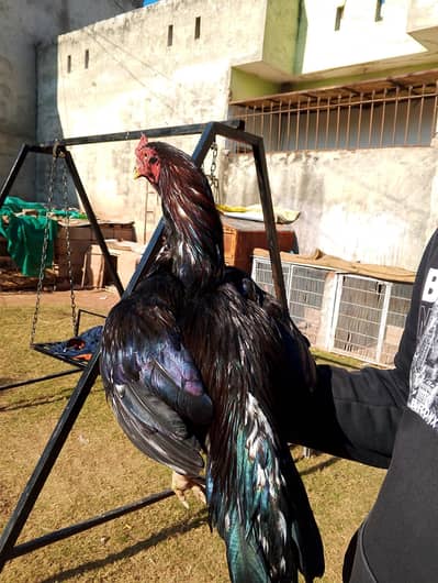 high quality Aseel murga available