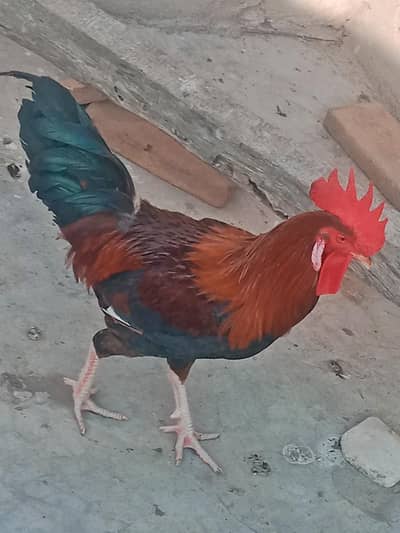 گولڈن مرغا 2 کلو وزن