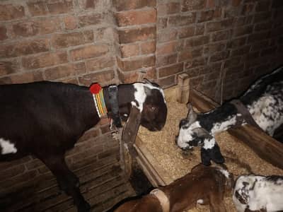 8 dant bakri pure nagra breed