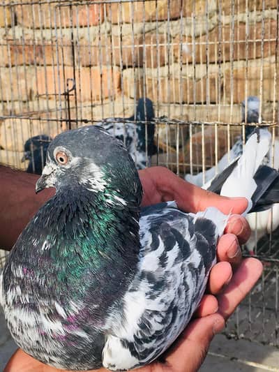 Pigeon / Kabooter quality bird's