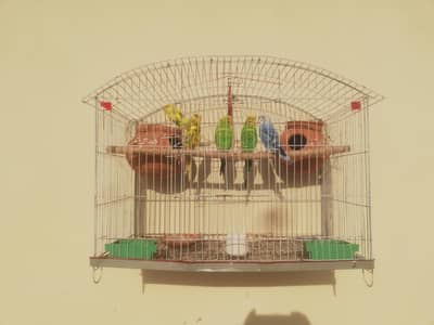 Australian Parrots For Sale With Cage & Doli 03165389186
