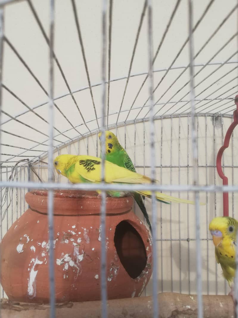 Photo inspiration: Visual Reference: Australian Parrots For Sale With Cage Doli 03165389186