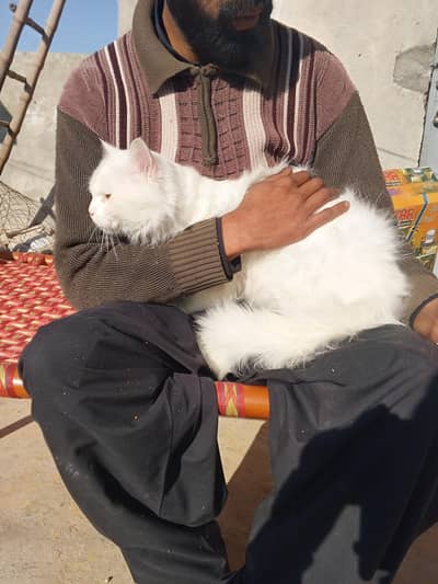 white cat lonG coaT (03279103860)