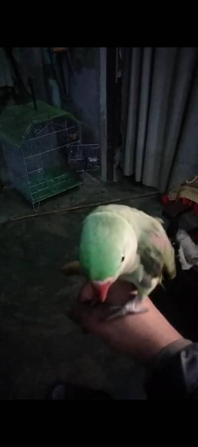 raw parrot healthy and activate full friendly hai