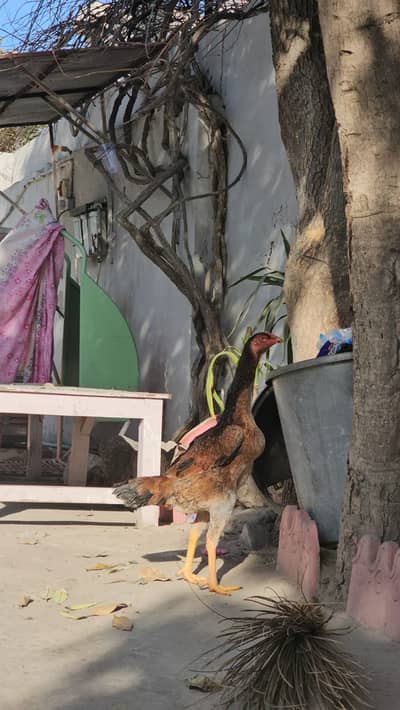 Oh Shamo Female | German Shamo