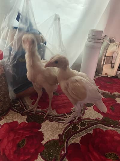 Heera aseel 1 murga or 2 murgiy