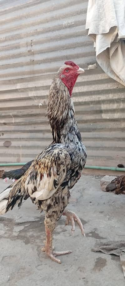 Aseel slata java male