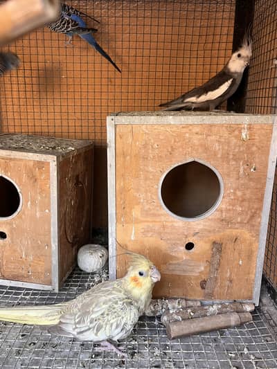 Cockatiel pair and budgies for sale