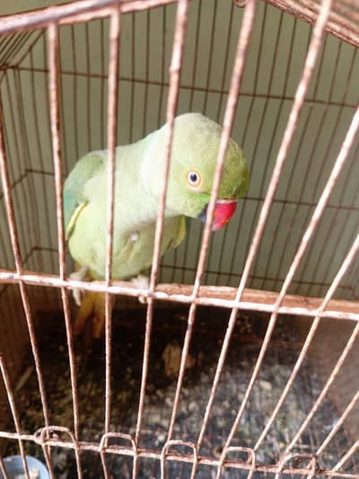 talking green parrot for sale