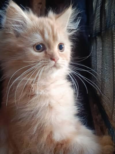 Persian Kitten 2 months old Orange color
