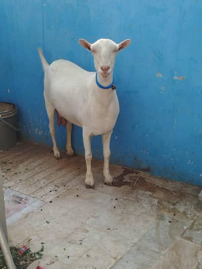 Russian tadey female