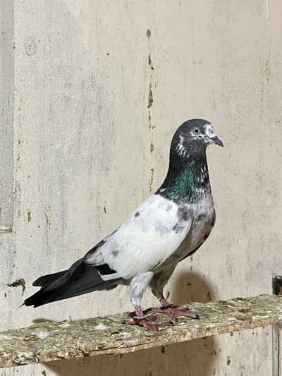 Breader Tedy salara dabble modhoun wala male urgent for sale