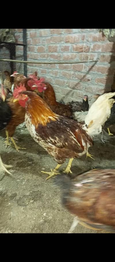 desi murga for sale  0319/49//14/470