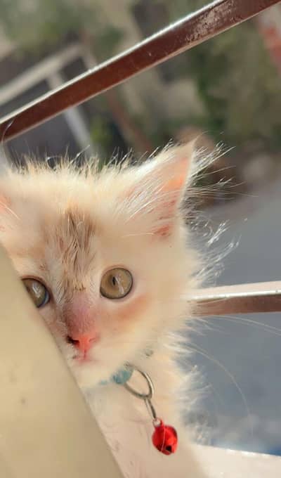 Persian cat for sale