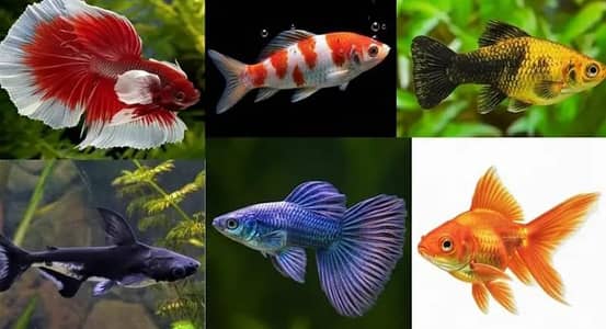 WE HAVE DEAL ALL KIND OF FISH AND ALL ACCESSORIES AND AQUARIUM