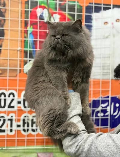 Stud Male Cat Persian