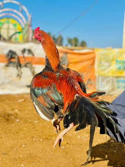 High quality aseel  Sindhi for sale