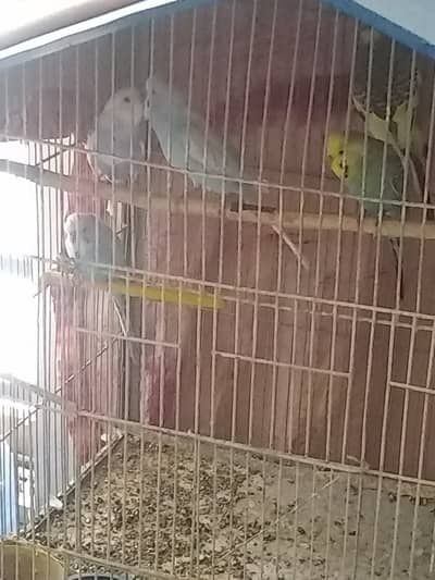 Buggies with cage for sale