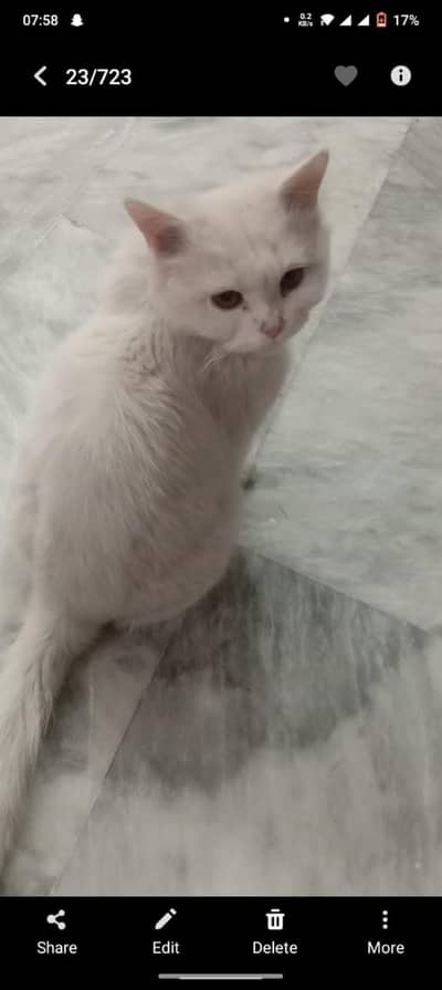 persian male cat for sale