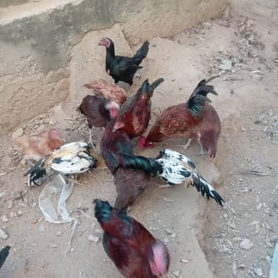 Aseel and Desi hens setup for sale اصیل اور دیسی مرغیوں کا سیٹ اپ فار