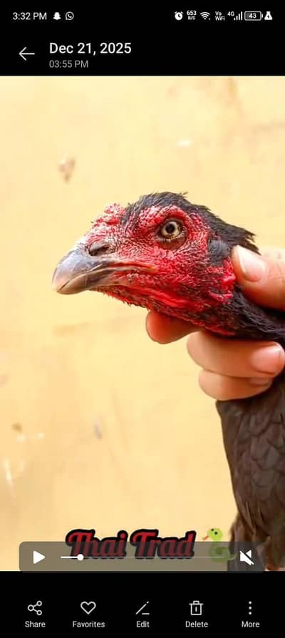 bohot achi nasal ki females ha