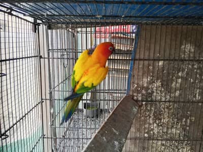 Sunconure Breeder Male High Quality for sale