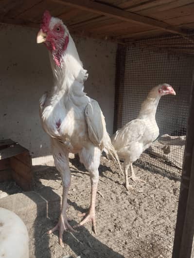 i have many Heera breed for sale. are many M/F breeds