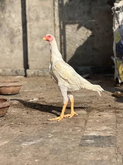 03104554273 WhatsApp number